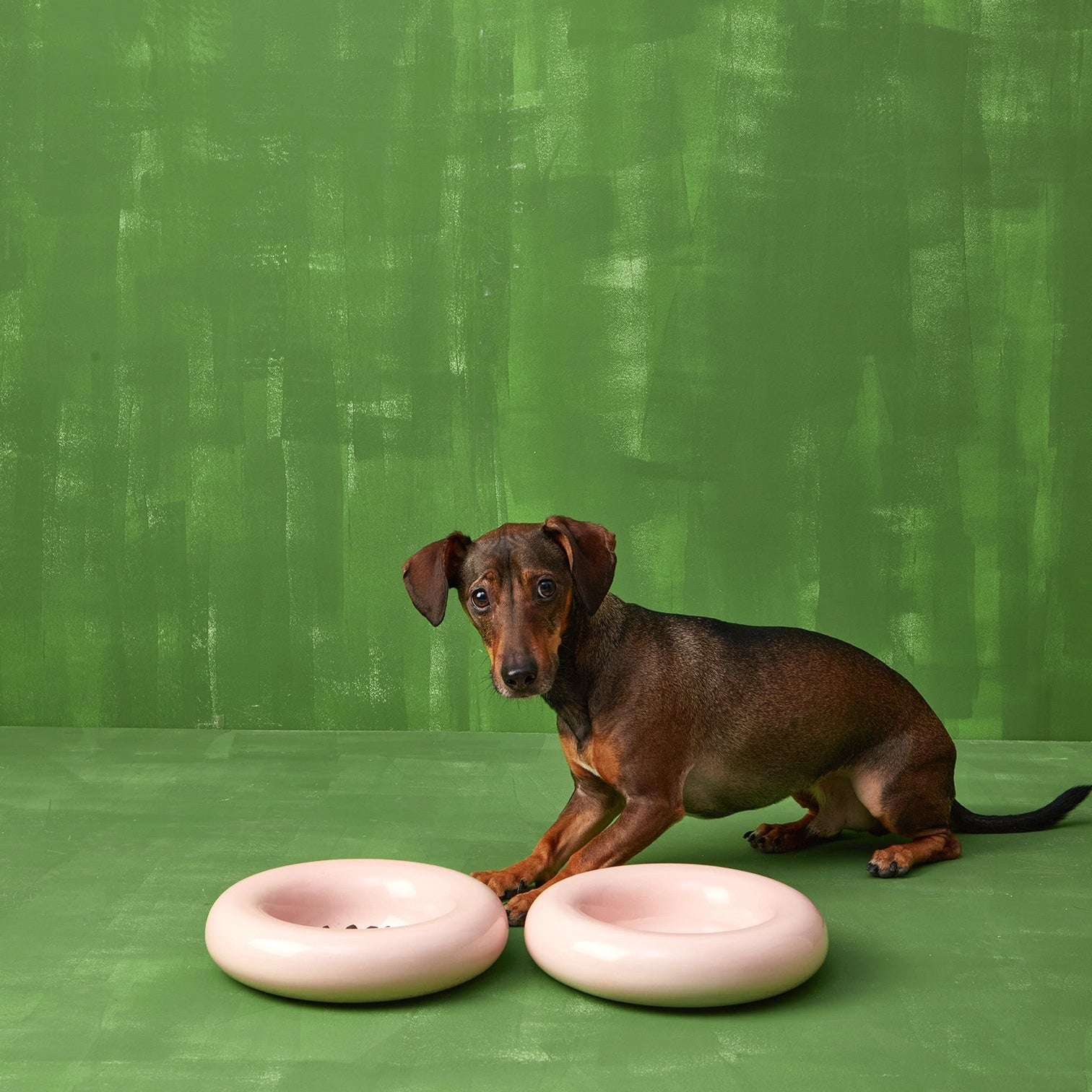 Dog lying between two pink ceramic dog bowls on a green background