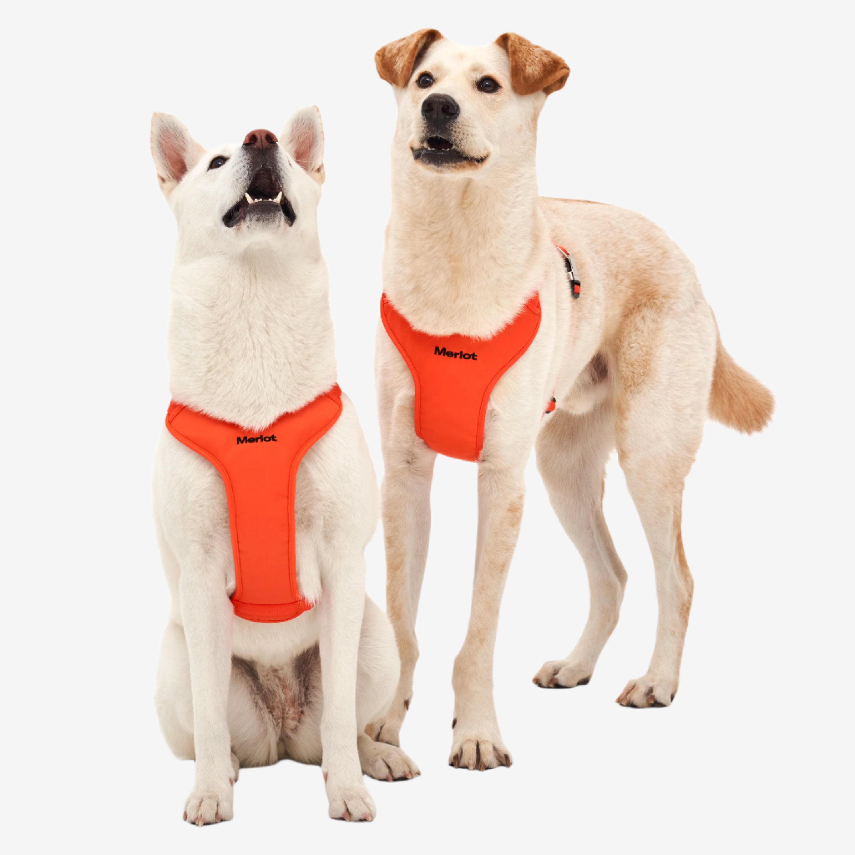 Ardor Harness Orange – MUTTS Dog Goods