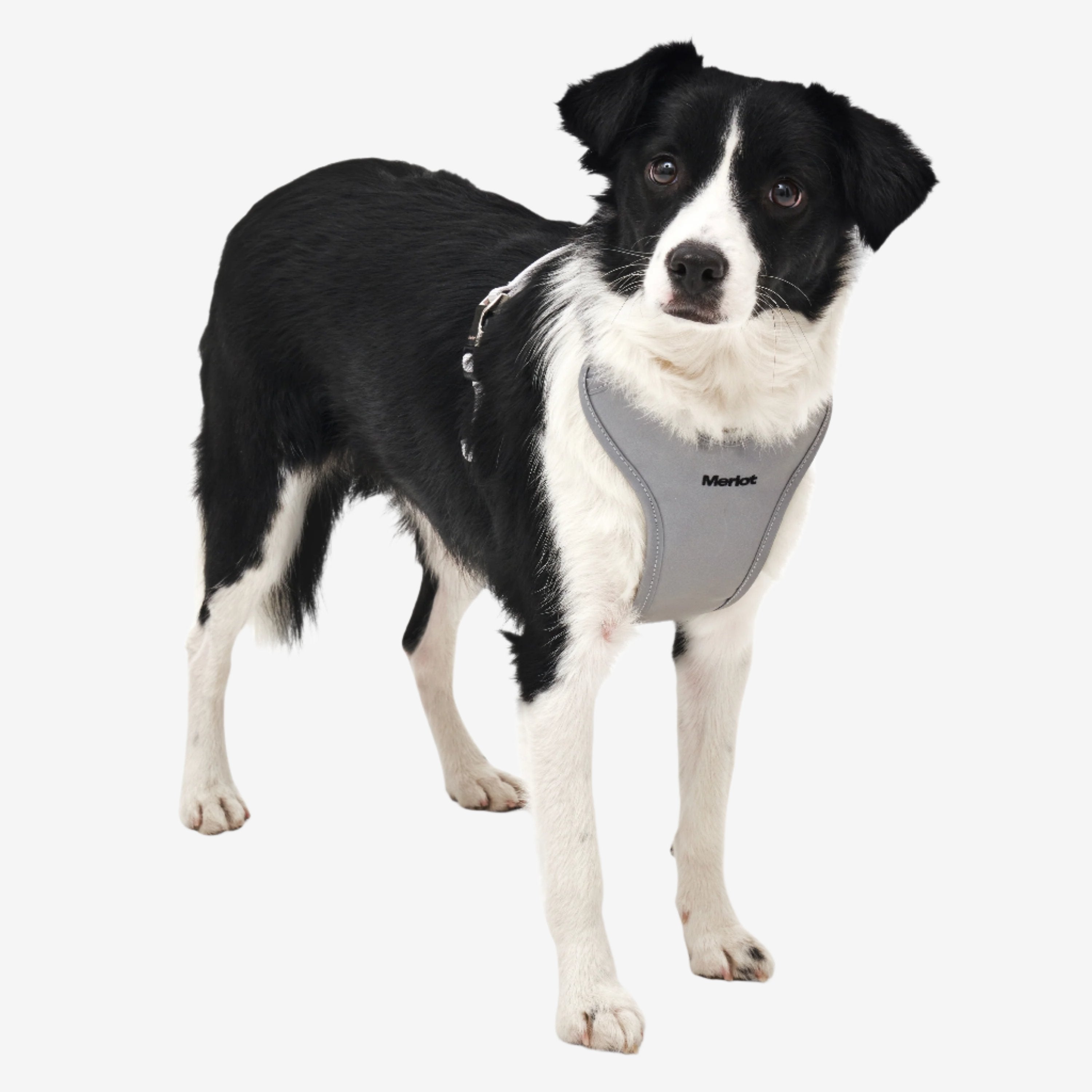 Ardor Harness - Silver – MUTTS Dog Goods