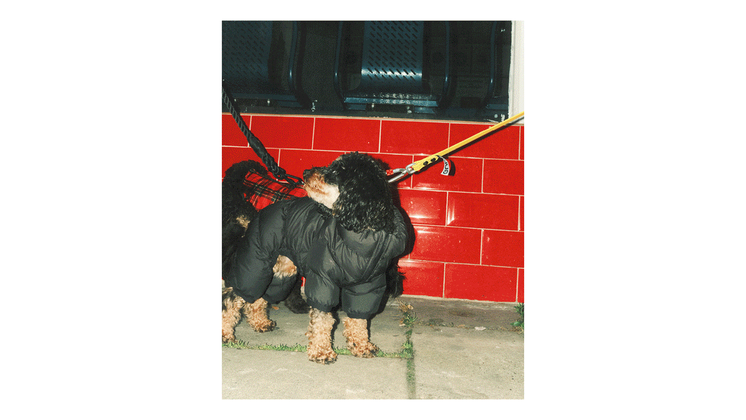 Does My Dog Need to Wear a Coat in Cold Weather? The Benefits of Keeping Your Dog Warm and Safe