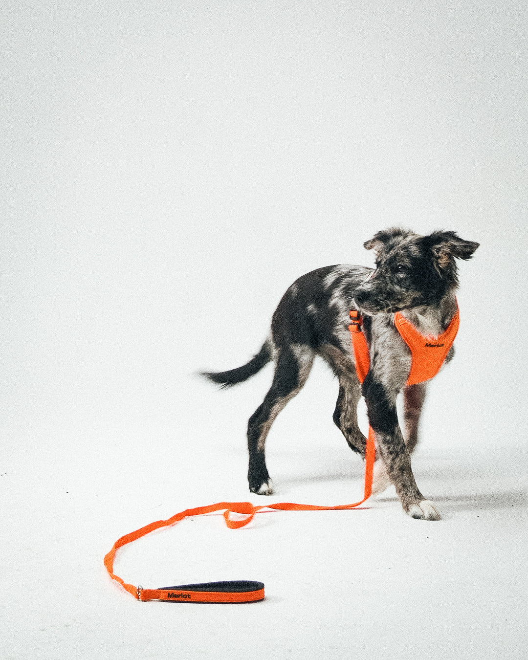 From the Founders: Puppy Blues