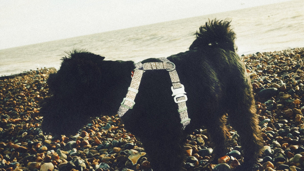 Do’s and Don’ts: Taking Your Dog to the Beach