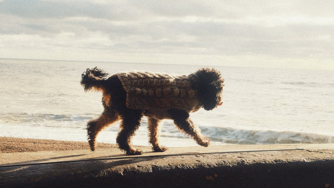 The MUTTS guide to the best dog friendly beaches
