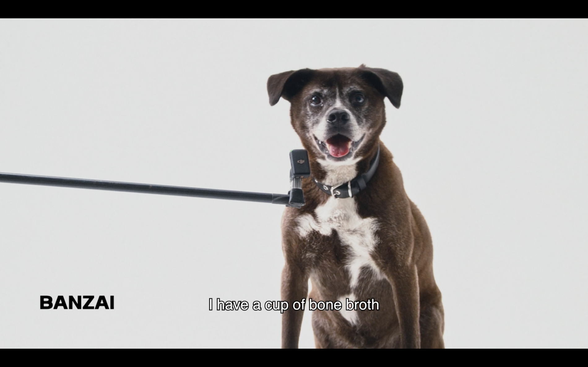 Never work with animals? Here's how we do it