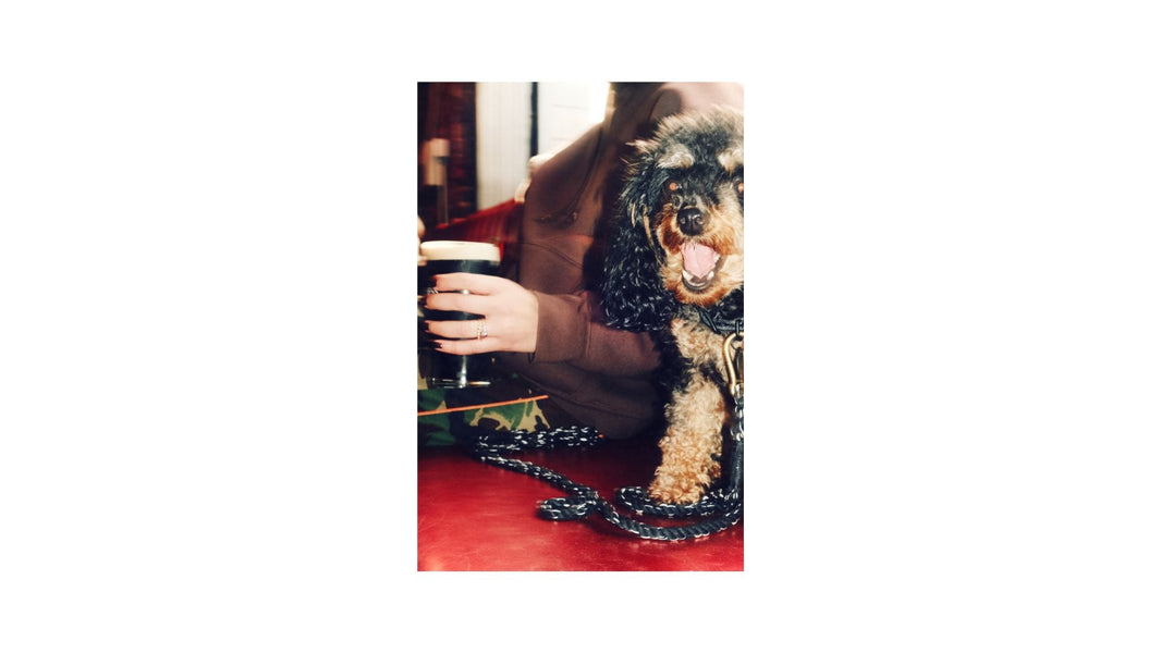 Taking Your Dog to the Pub: Tips for a Relaxed Outing