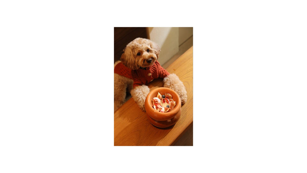 Festive Food Safety: Dog-Friendly Foods for the Holiday Season