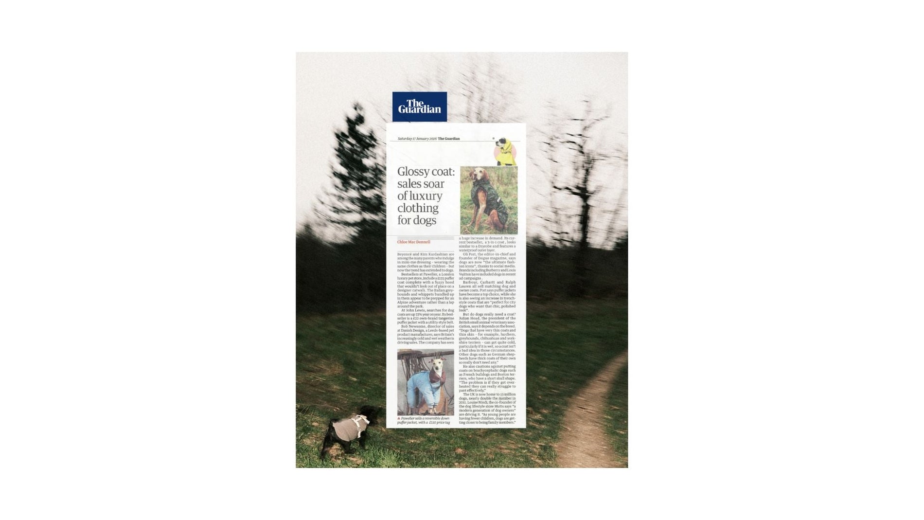 Winter Layers for the Modern Dog: Balancing Comfort, Function and Style