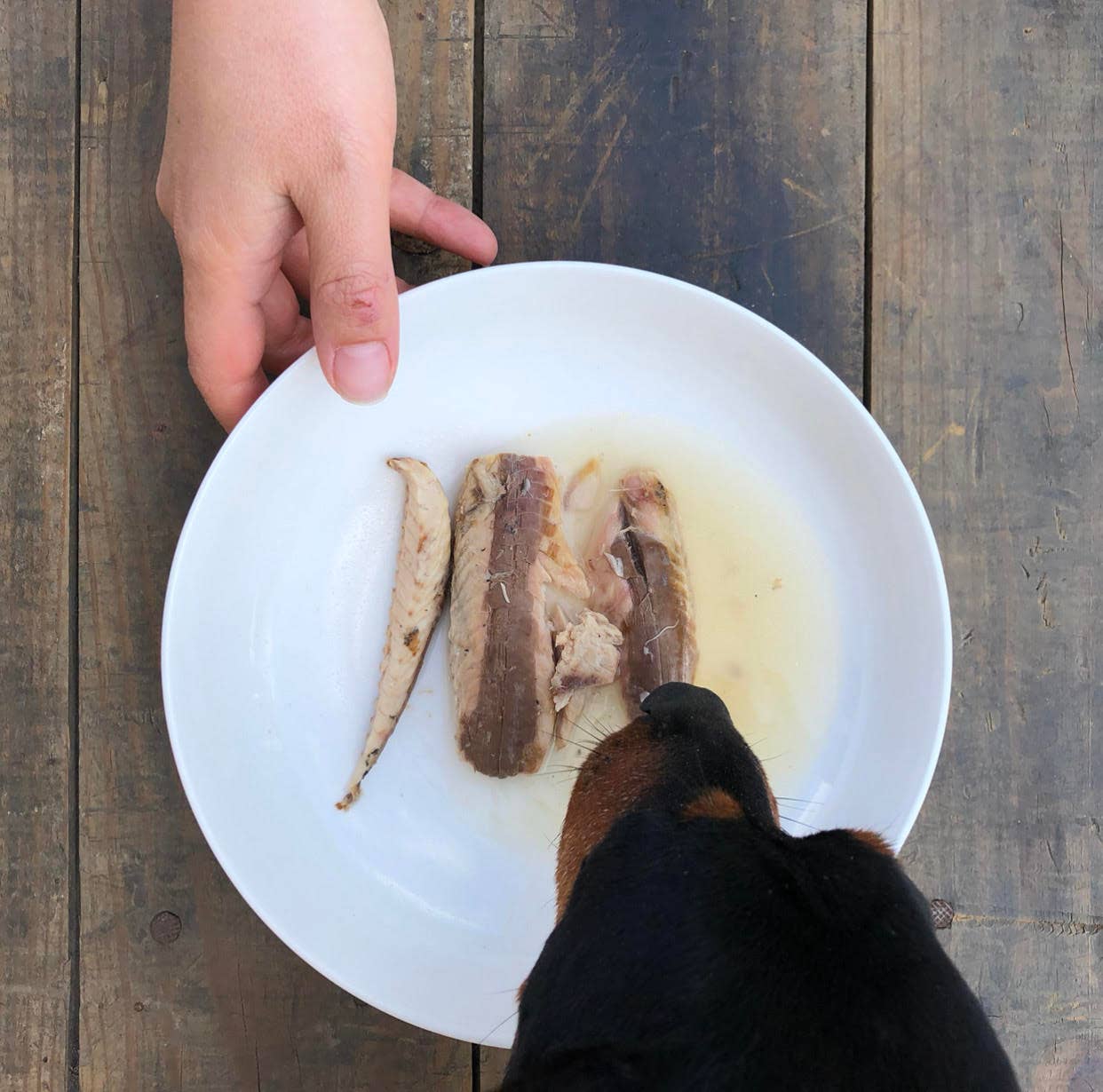 Canned Fish Food Topper - Mackerel