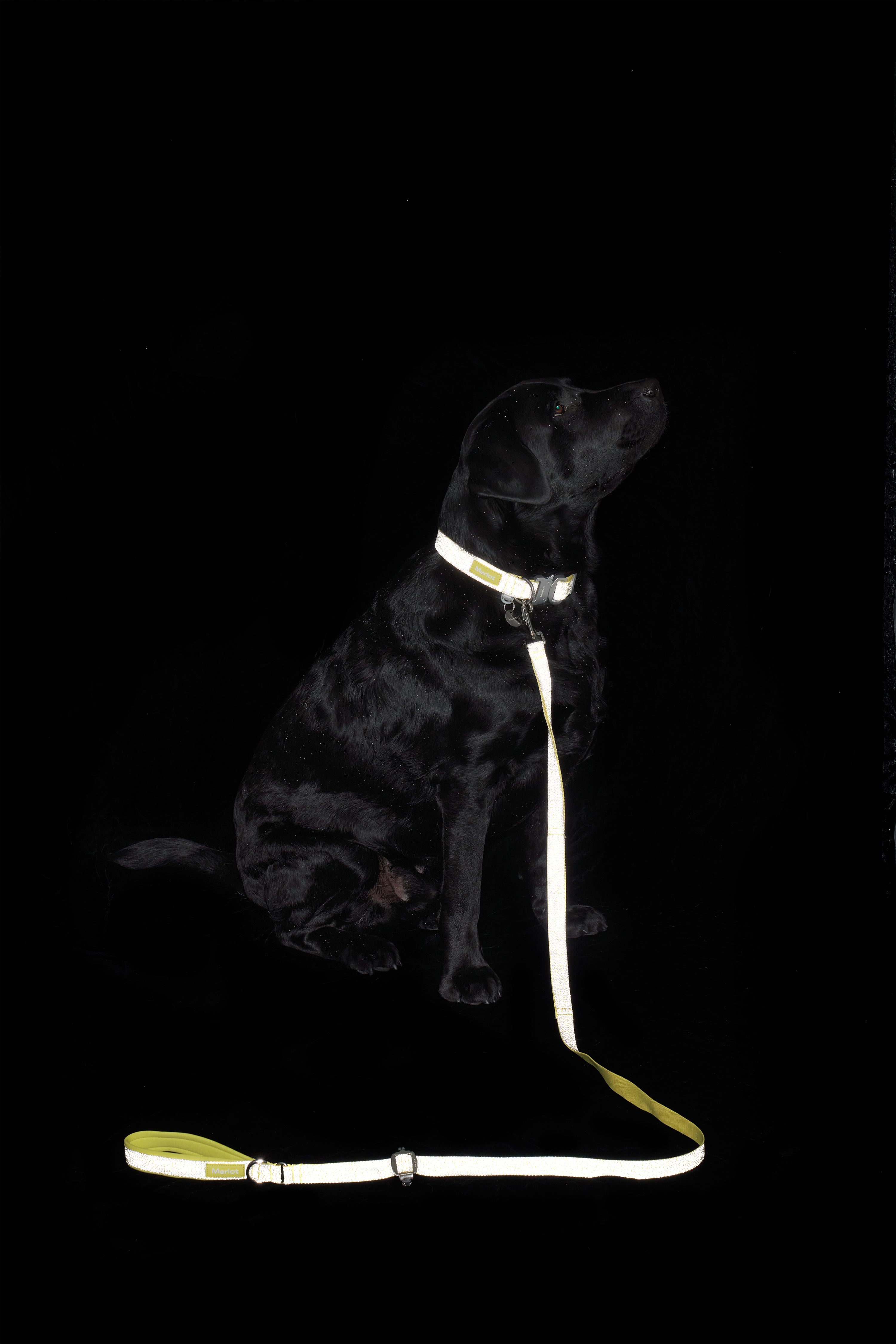 Holy Collar - Lemon