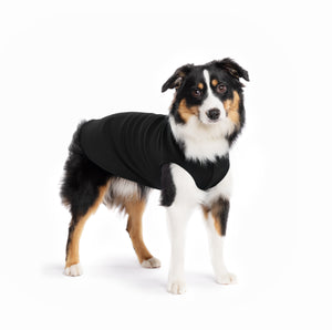 Dog wearing a black jacket on a white background