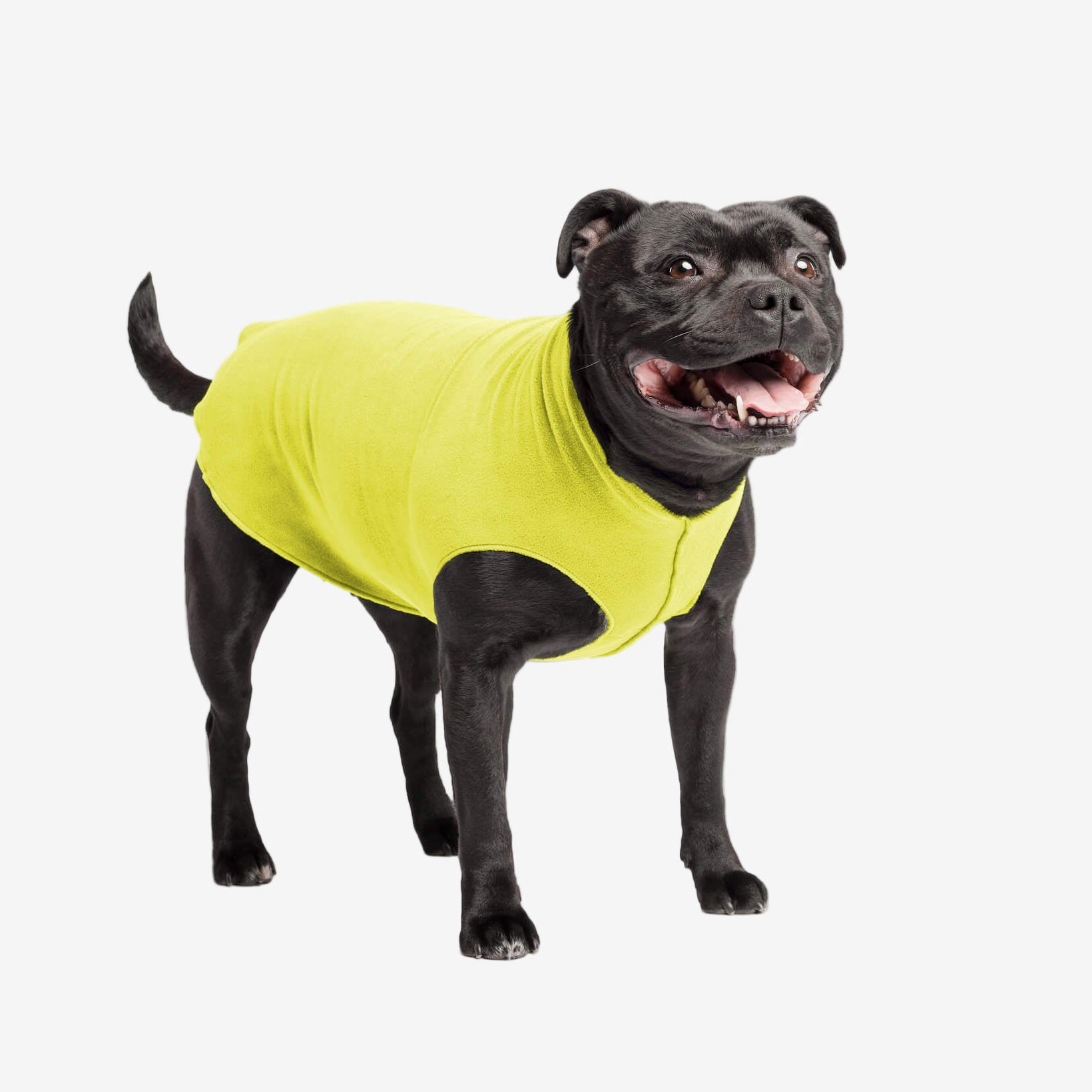 Dog wearing a green sweater on a white background