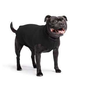 Black dog wearing a black coat on a white background