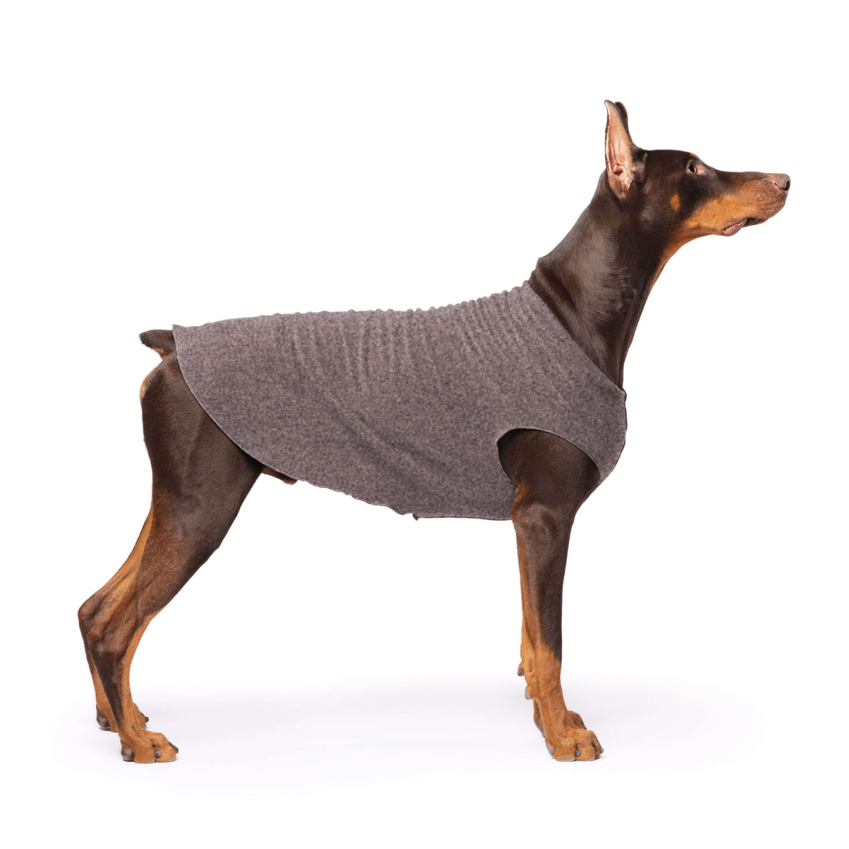 Dog wearing a gray sweater on a white background