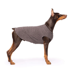 Dog wearing a gray sweater on a white background