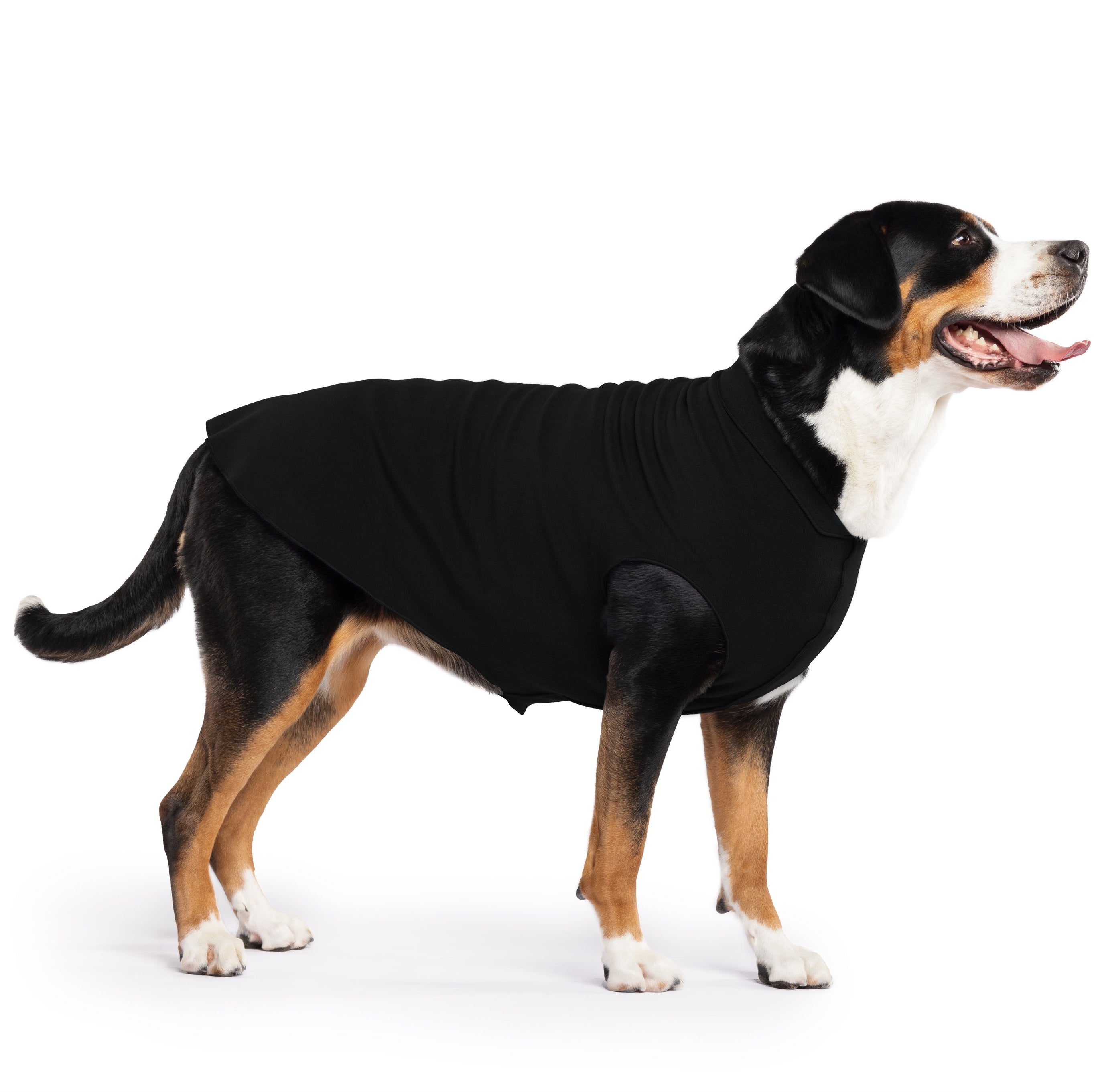 Dog wearing a black sweater on a white background