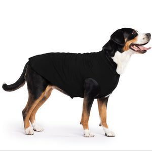 Dog wearing a black sweater on a white background
