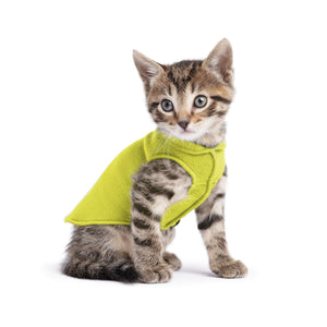 Kitten wearing a green sweater on a white background