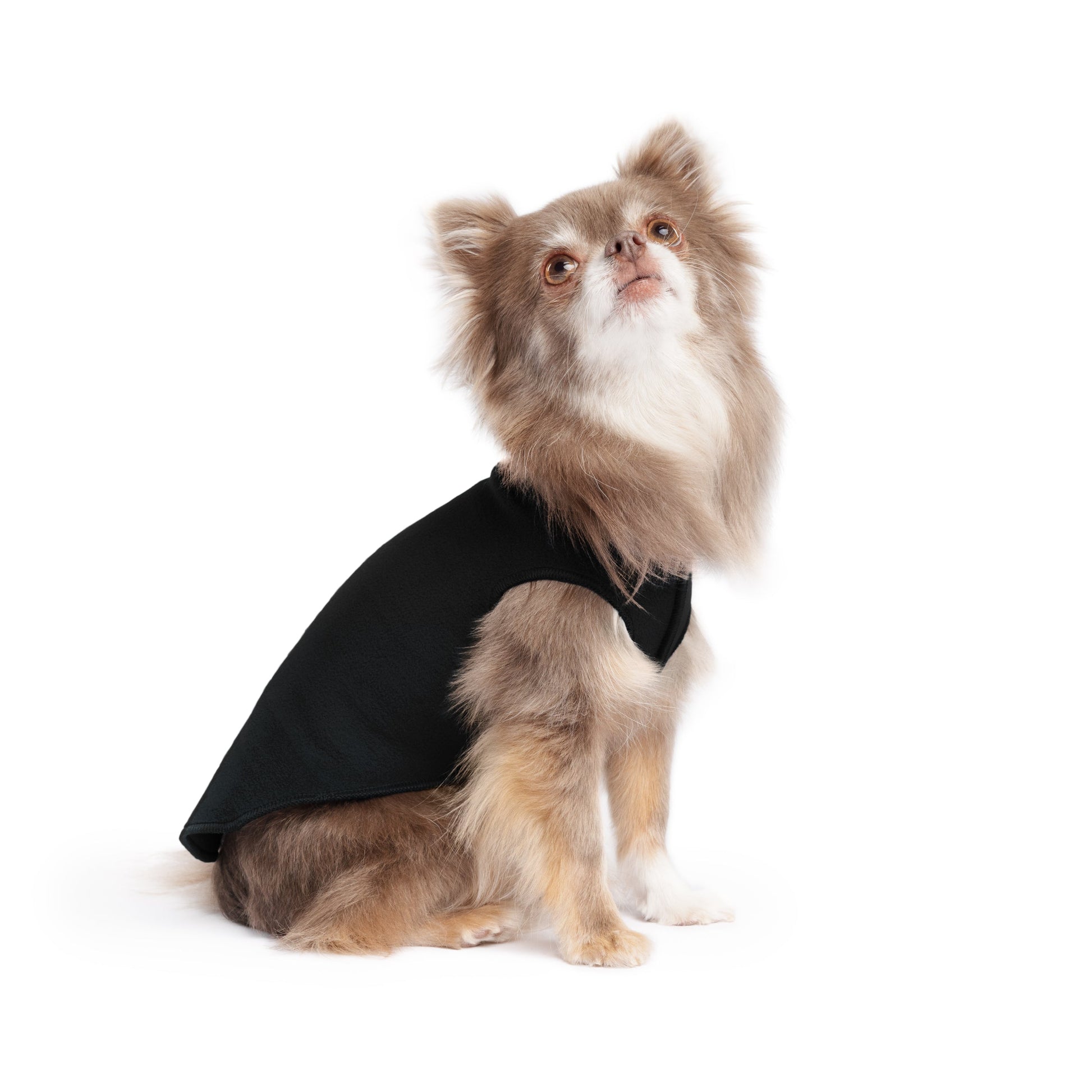Dog wearing a black cape on a white background