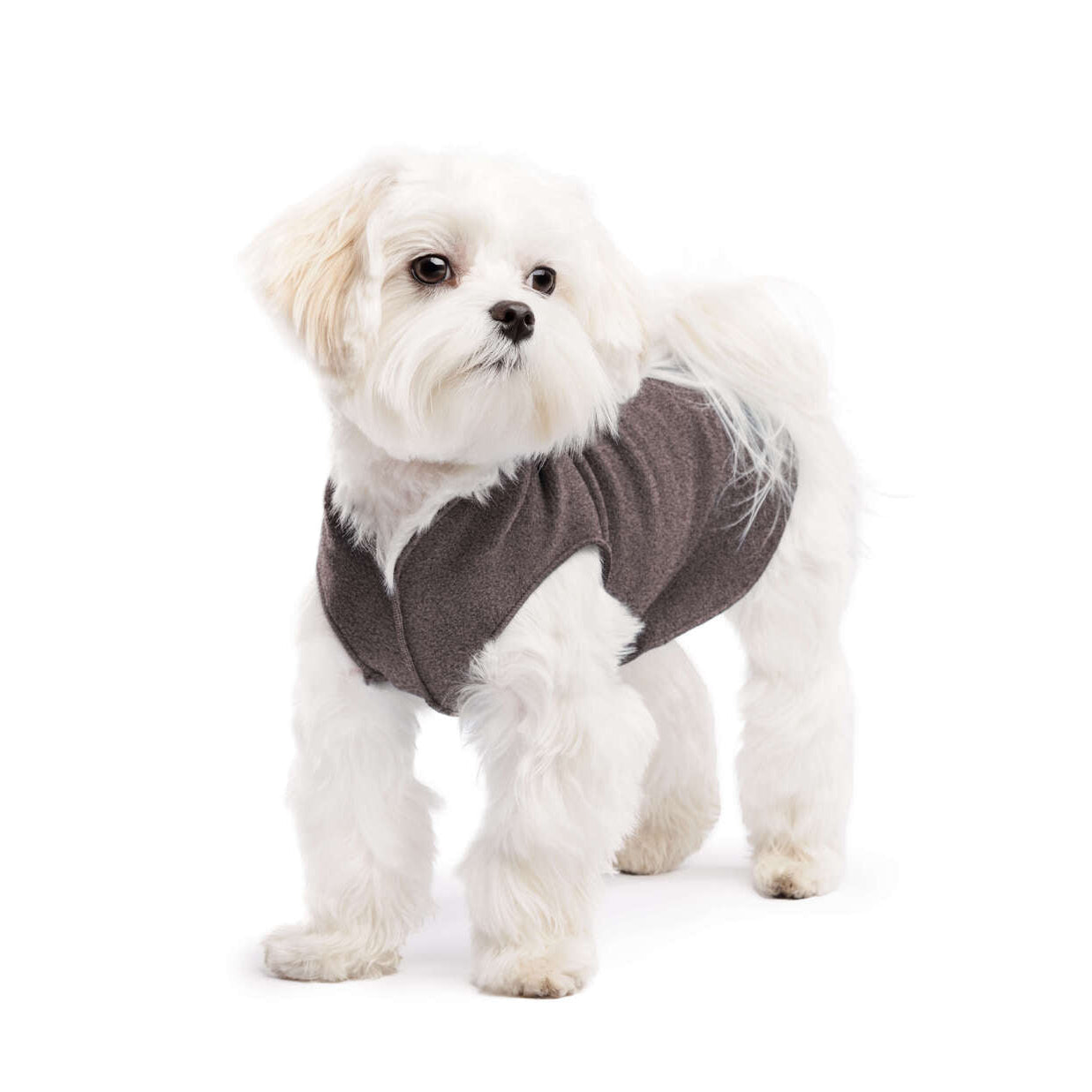 Small white dog wearing a gray sweater on a white background