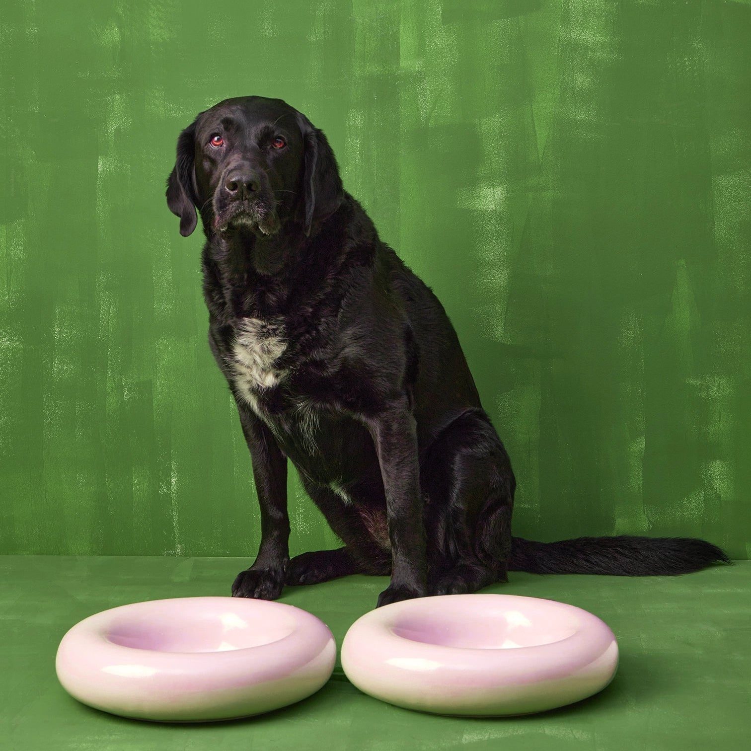 Black dog sitting between two pink ceramic bowls on a green background