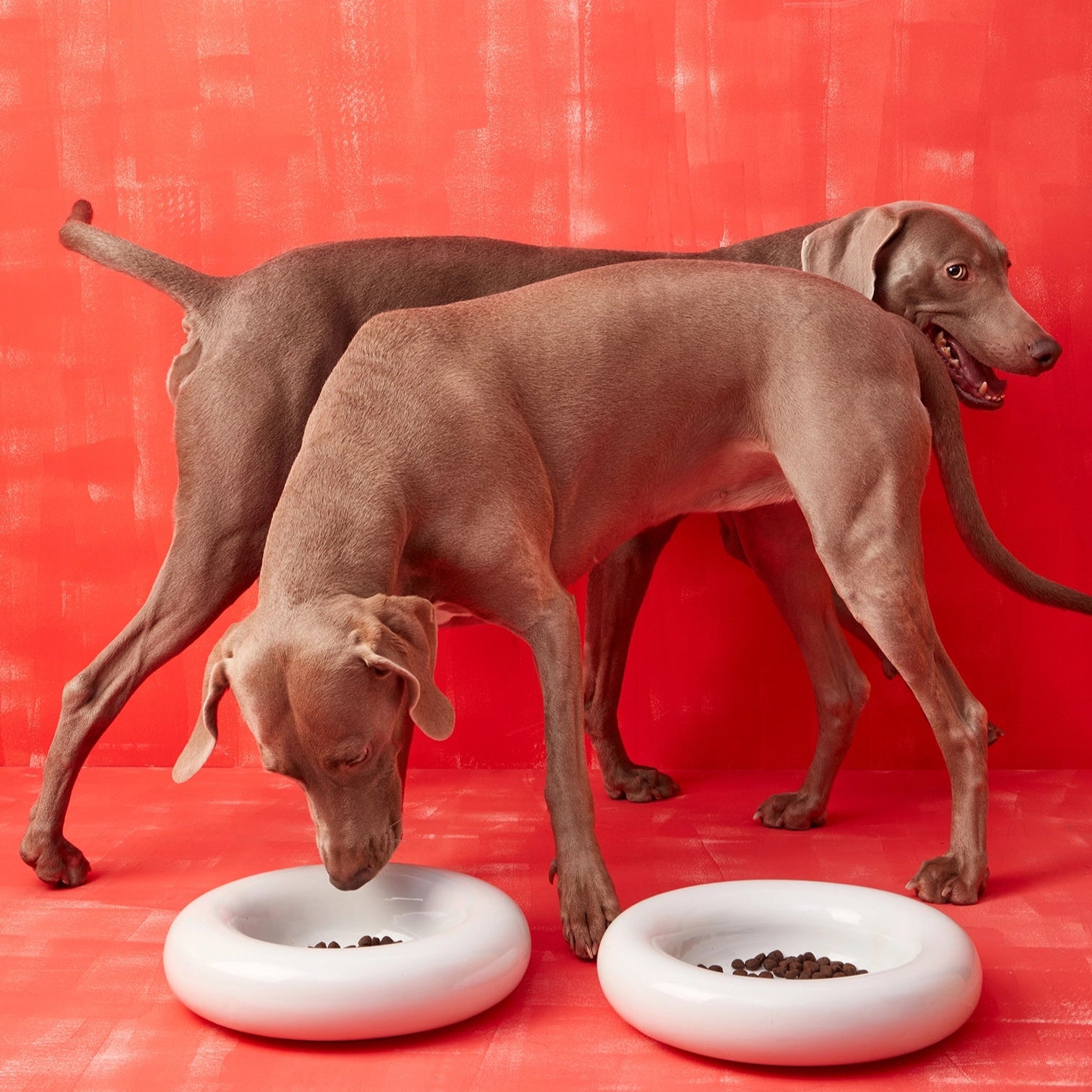 Two dogs eating from white bowls on a red background