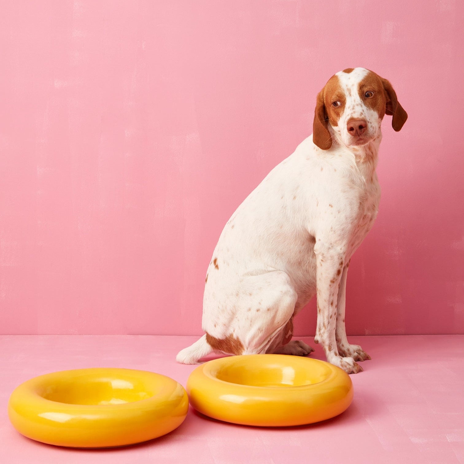 Dog sitting next to two yellow ceramic puffed dog bowls on a pink background