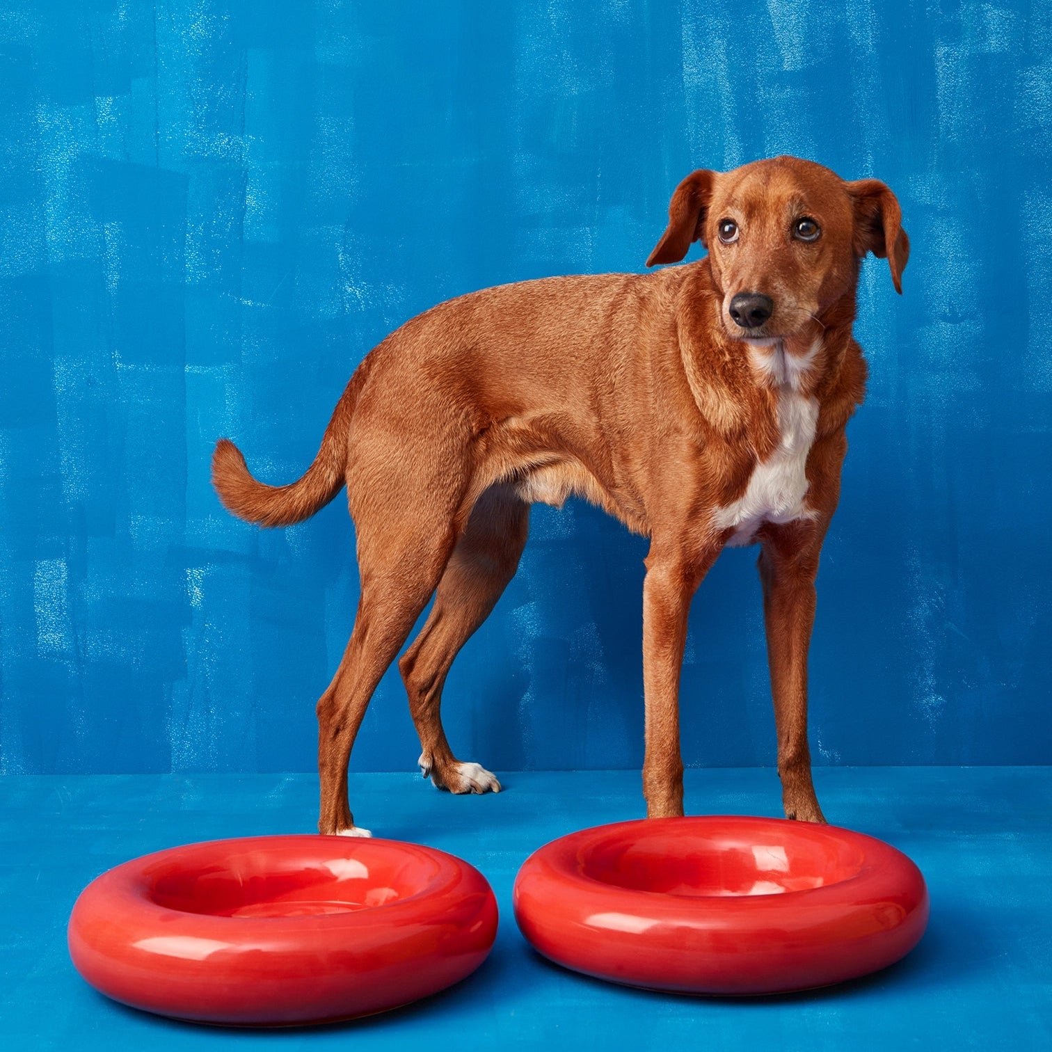 Dog standing between two red dog toys on a blue background