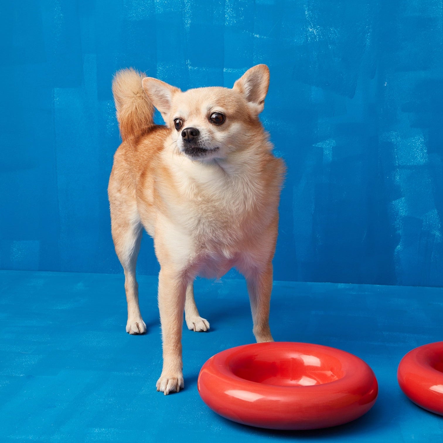 Small dog standing on a blue surface with red ceramic dog bowls