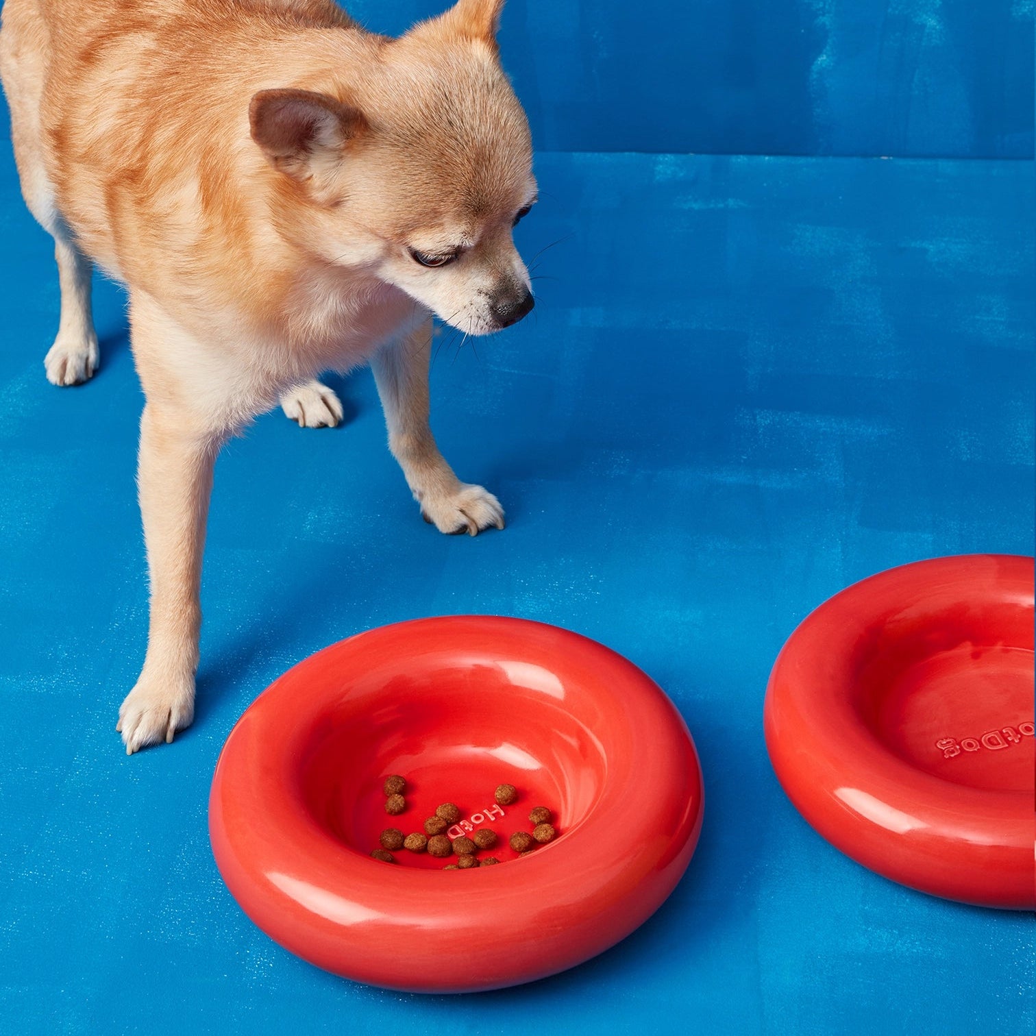 Dog standing next to a red puffed ceramic dog bowl on a blue background