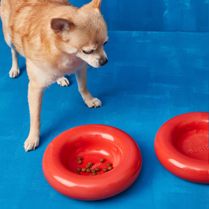 Dog standing next to a red puffed ceramic dog bowl on a blue background