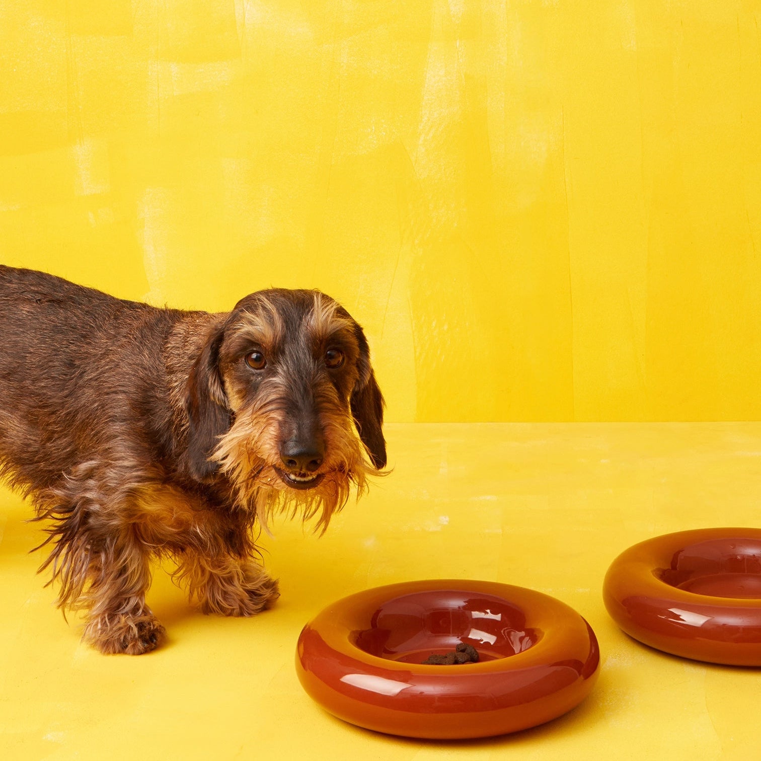 Dog standing next to two brown dog bowls on a yellow background