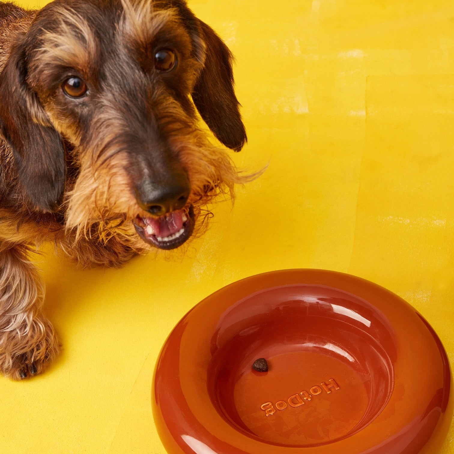 Dog next to a ceramic puffed brown bowl on a yellow background