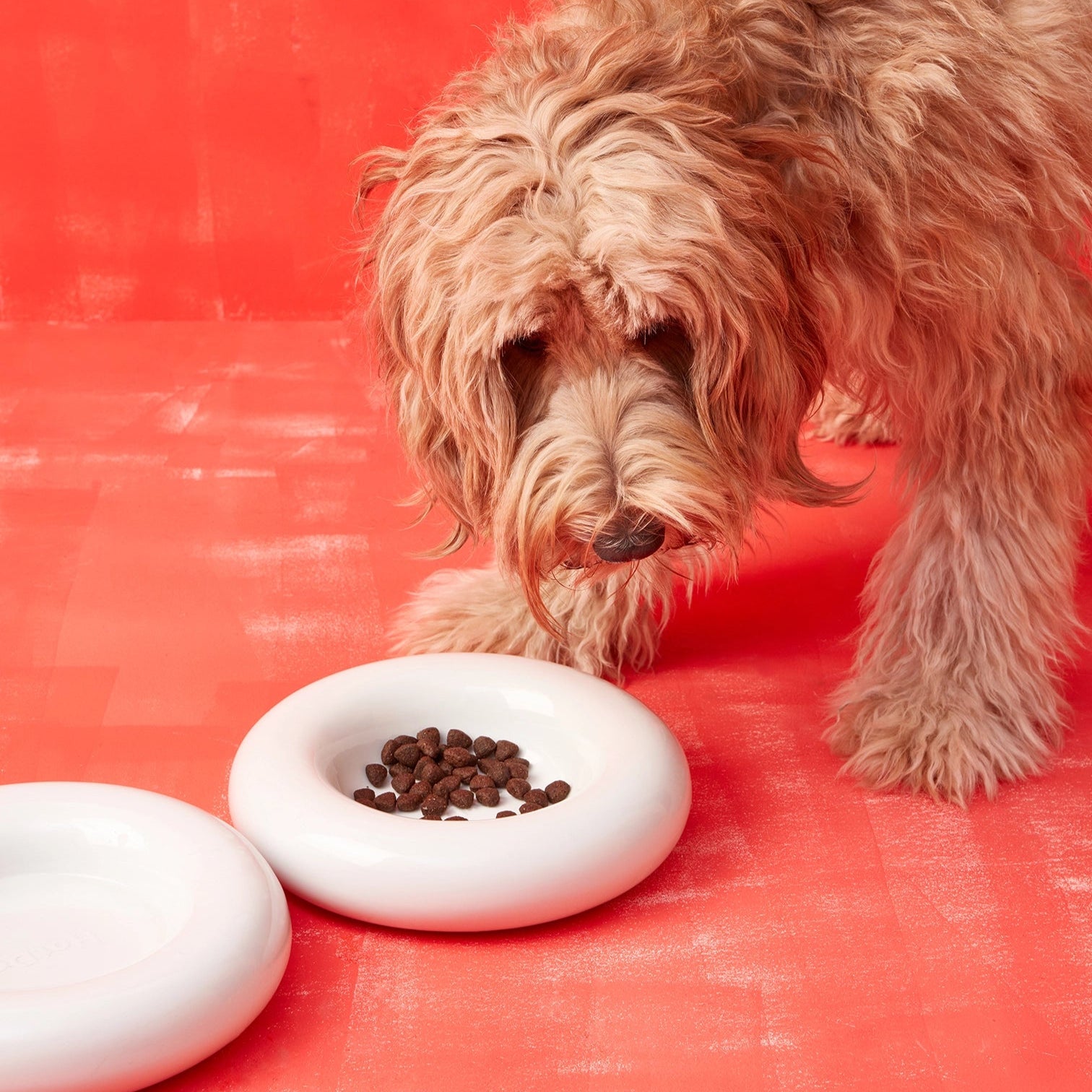 Dog eating from a white bowl filled with dog food on a red background