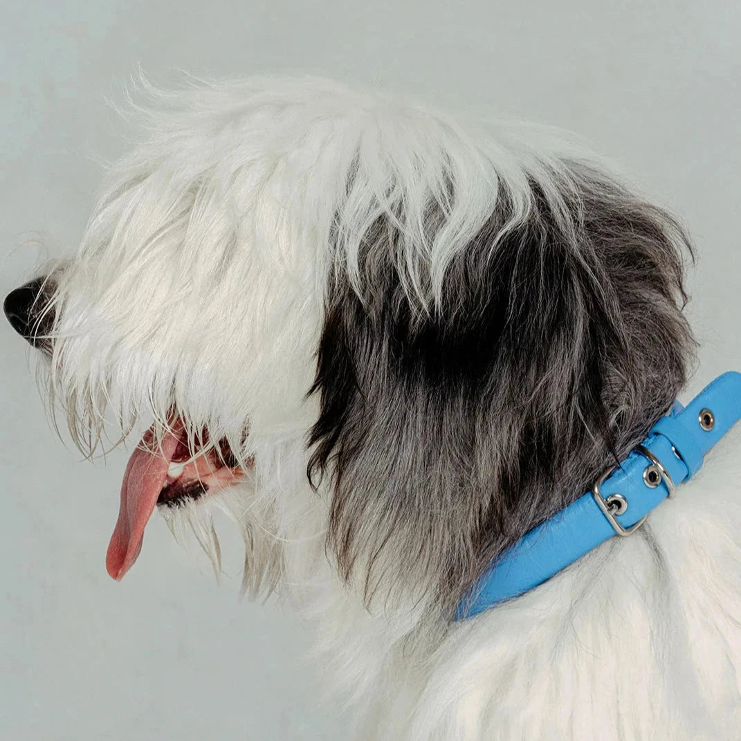 Puffed Leather Collar - Cornflower