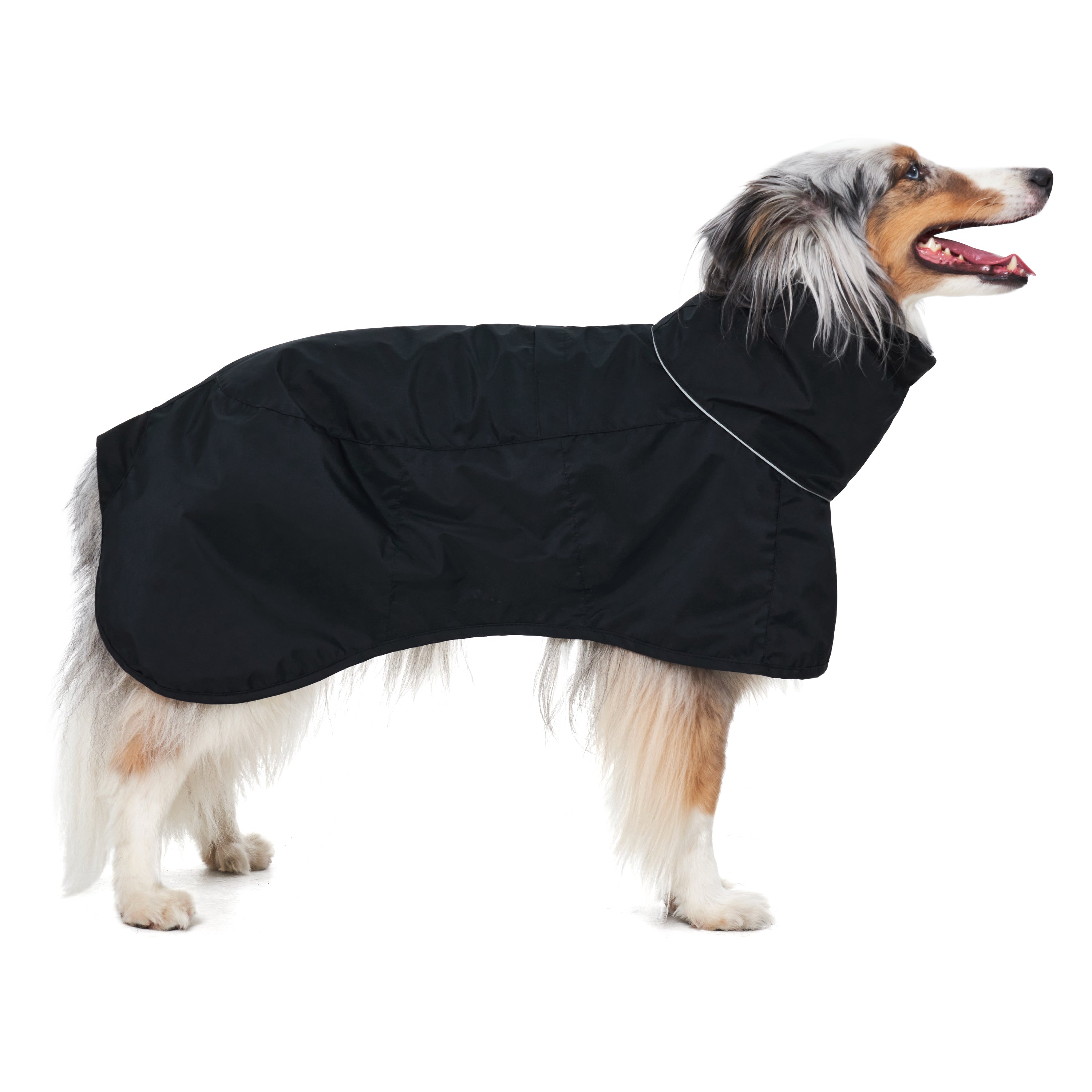 dog standing in black raincoat with silver trim 