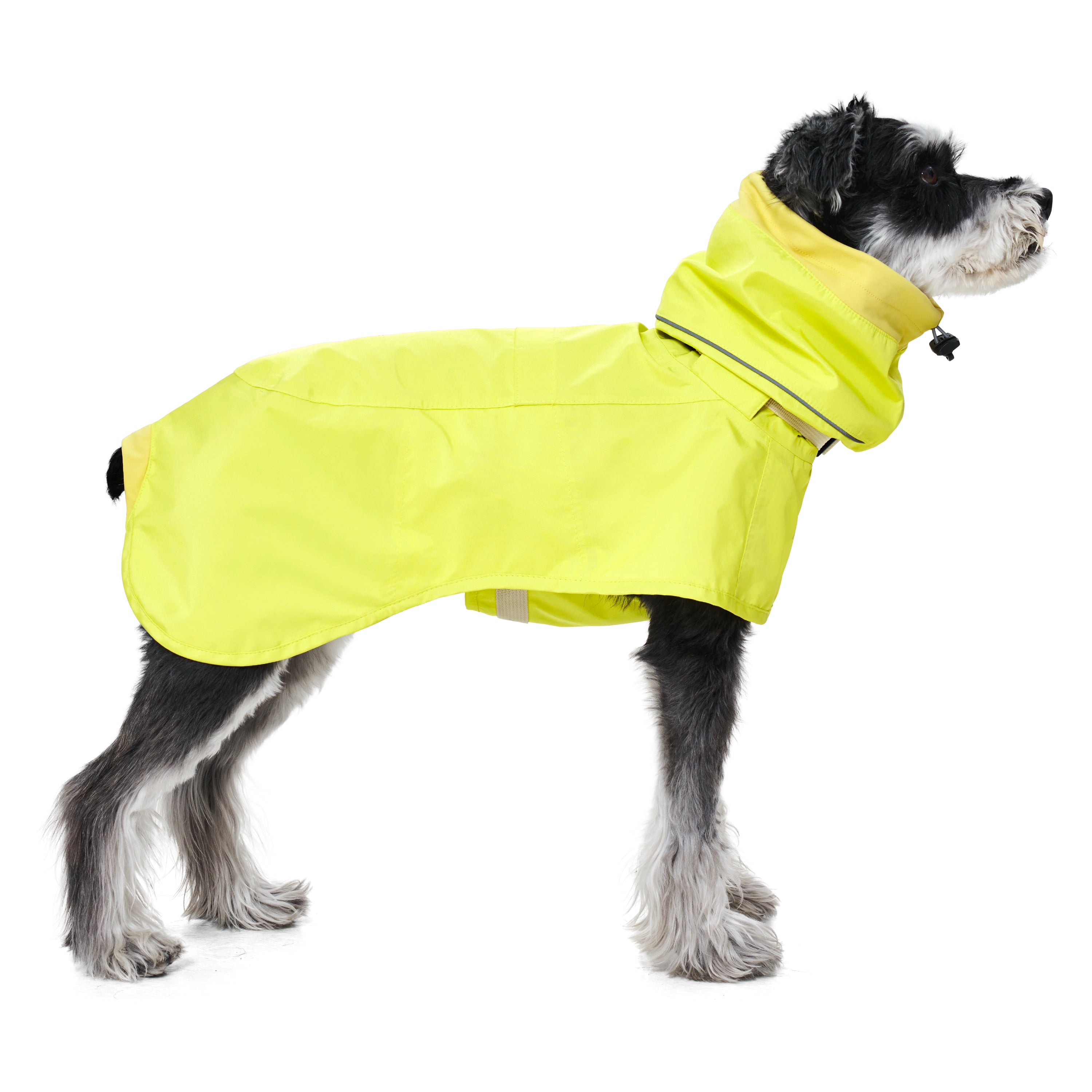 dog wearing yellow raincoat by merlot