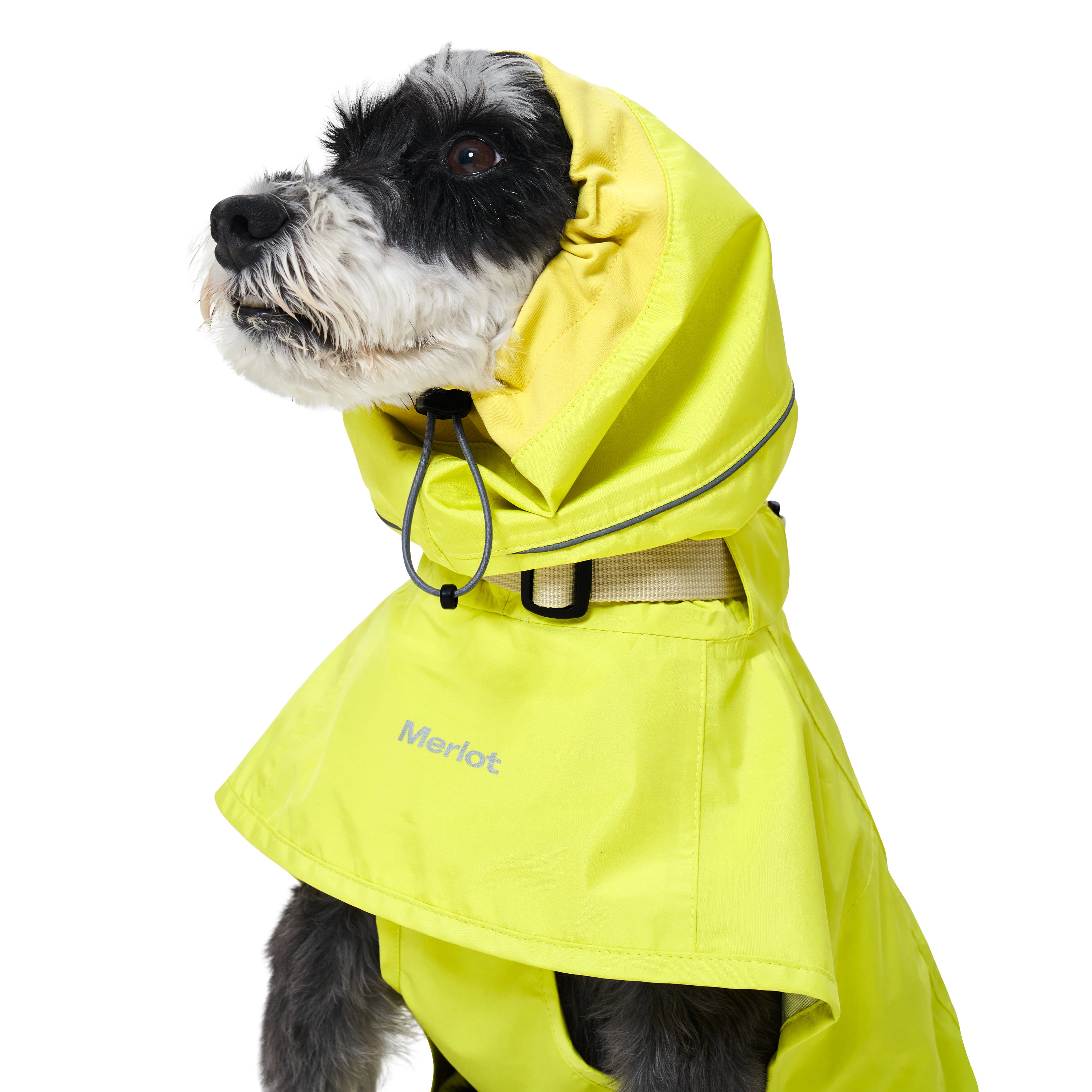 dog with hooded raincoat in yellow