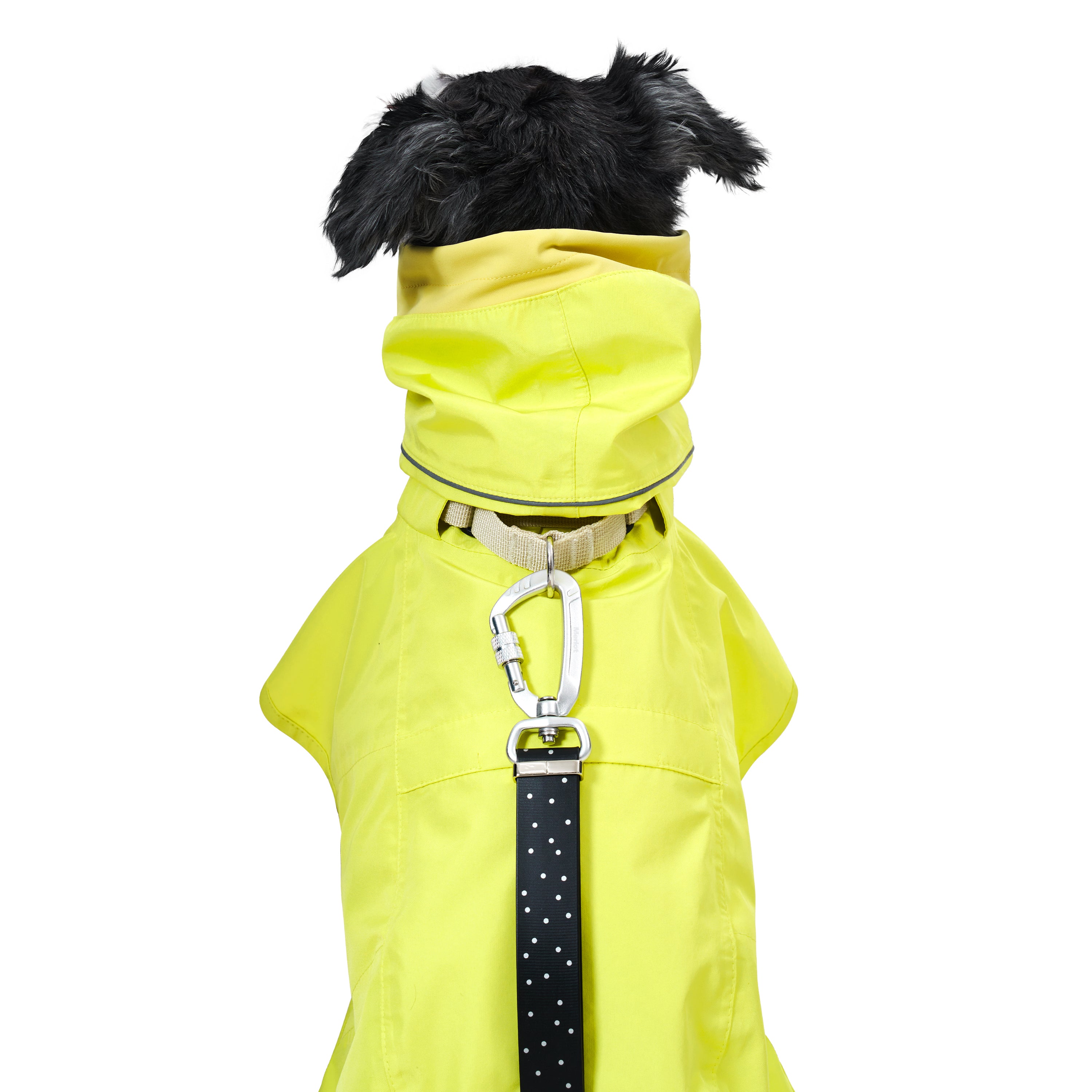yellow dog coat with black lead and carabiner  