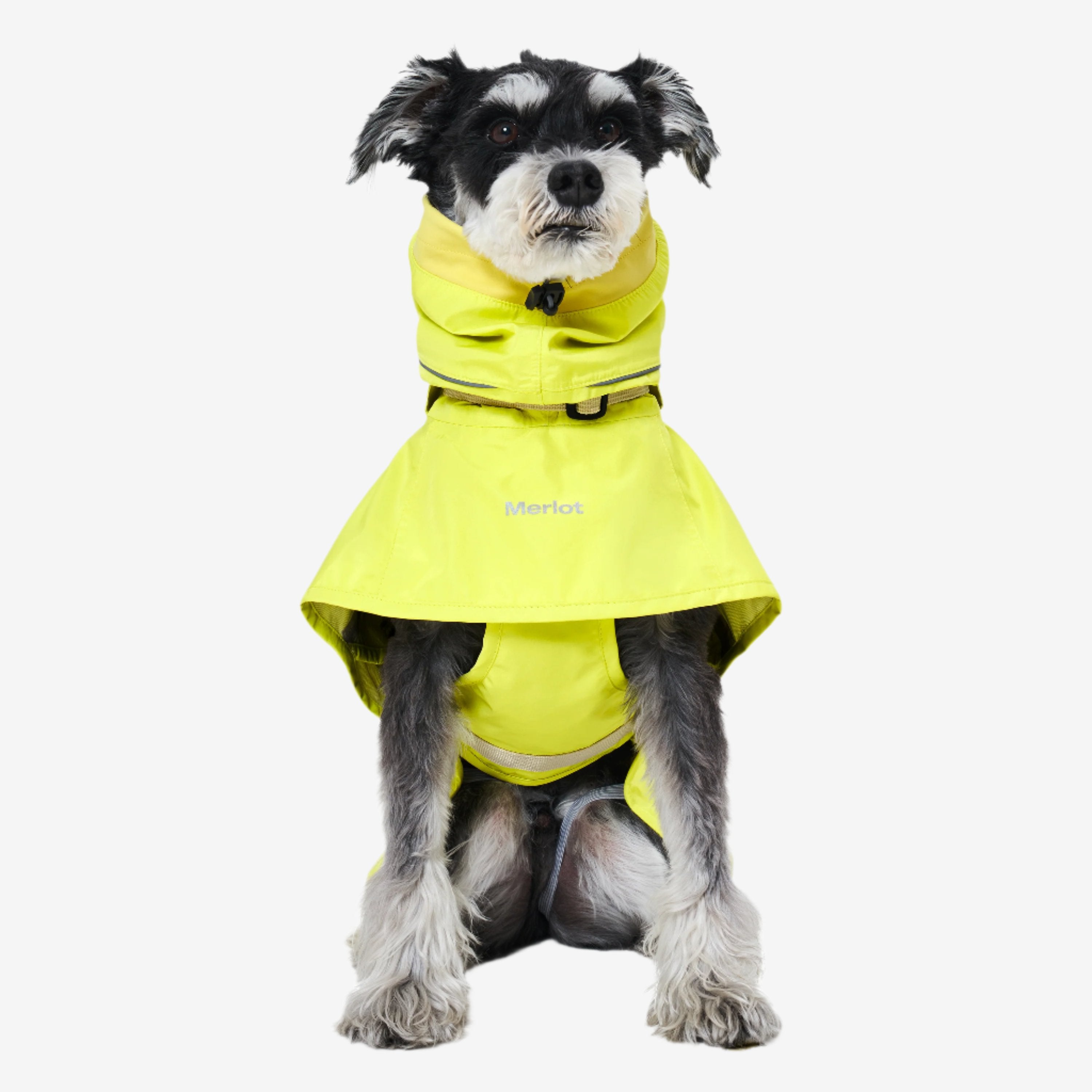A dog wearing a yellow raincoat and a black harness.