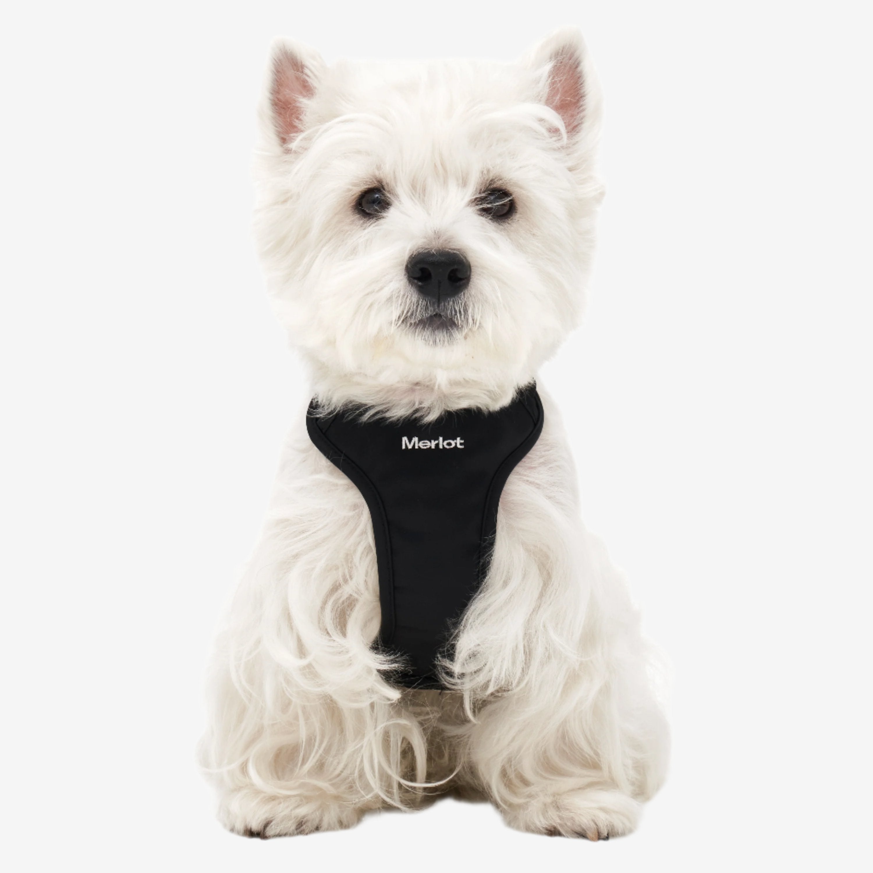 Ardor Harness - Black