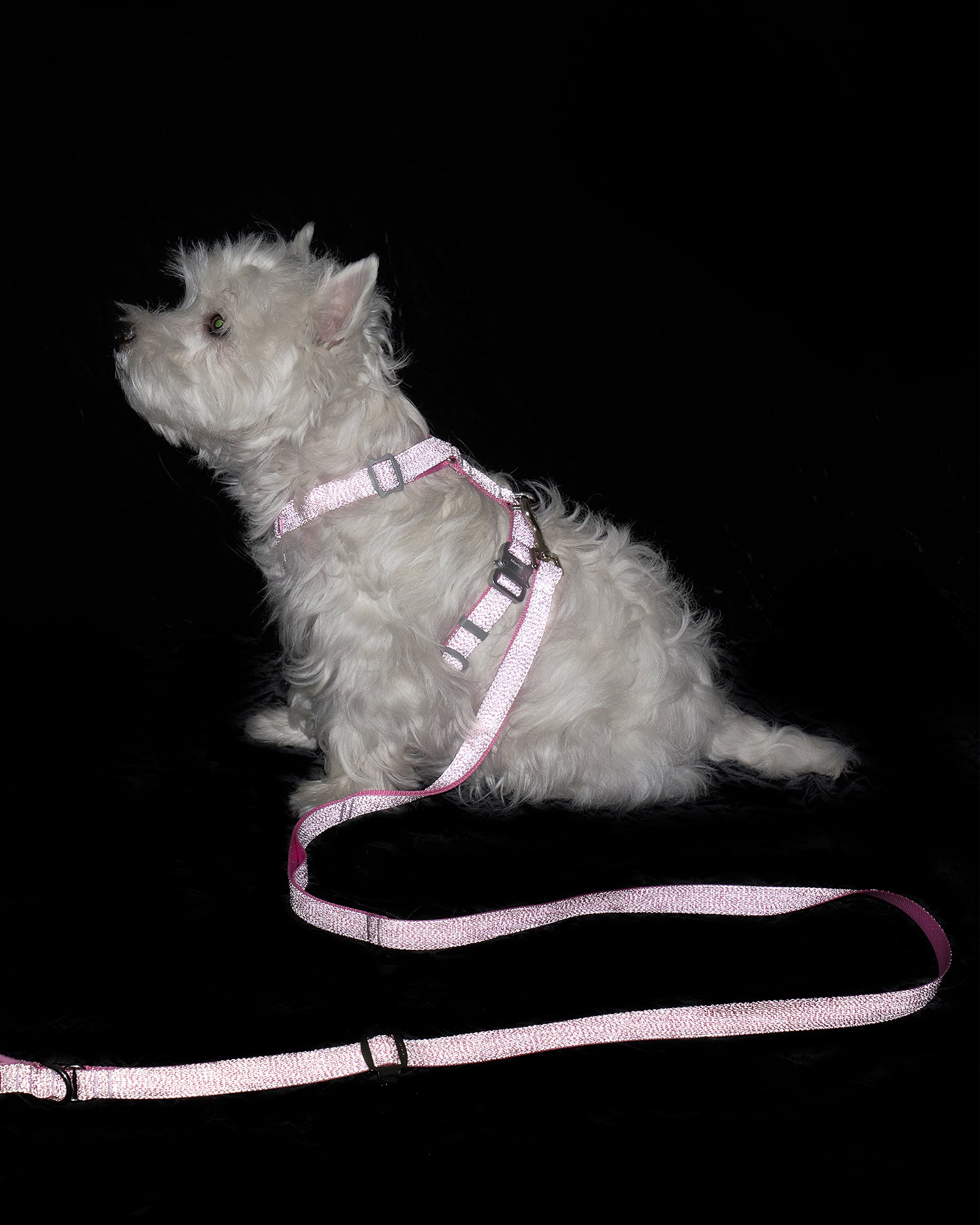 Holy Collar - Pink