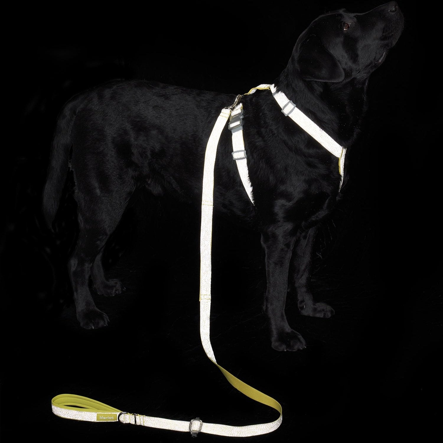 Holy H Harness - Lemon