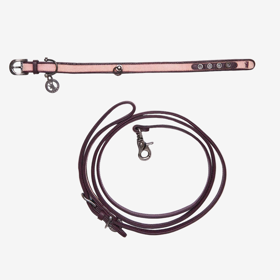 Dog collar and leash set on a light gray background