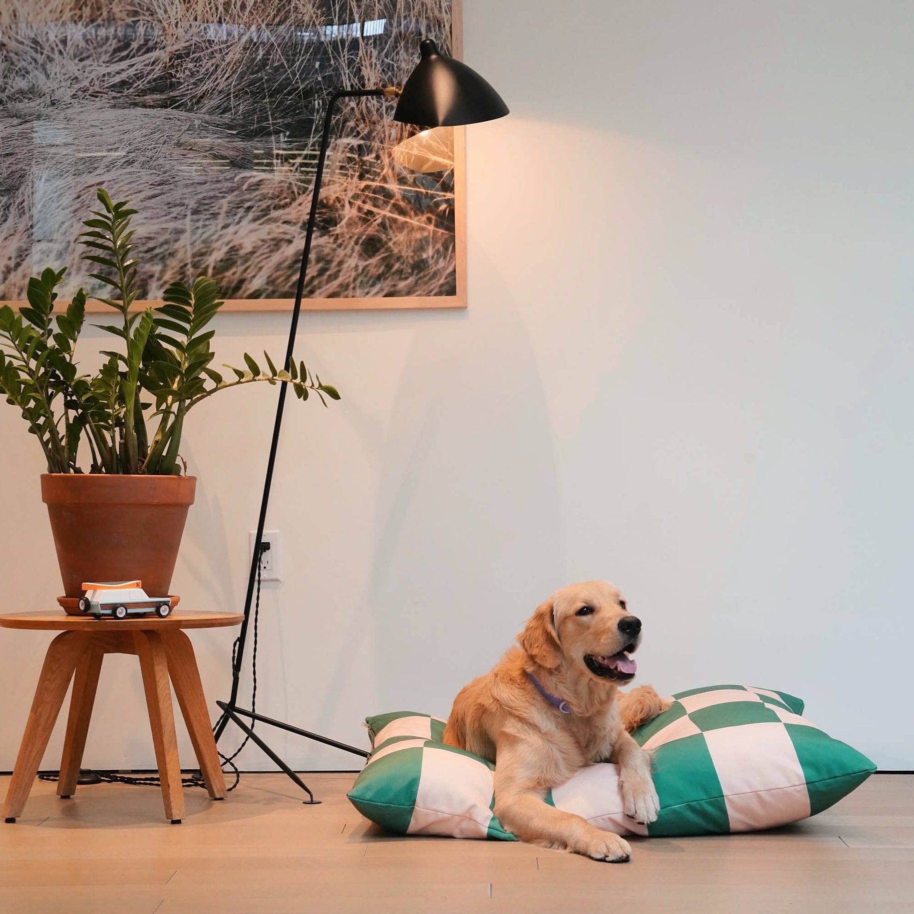 cute golden dog relaxing on green and cream check cushion bed next to plant and stylish table painting and lamp