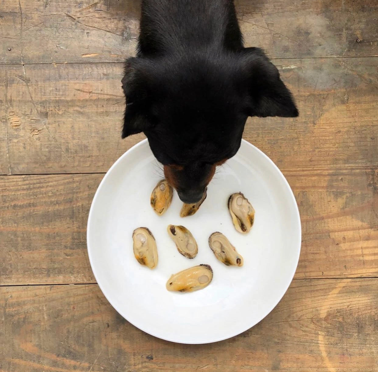 dog eating canned fish for dogs
