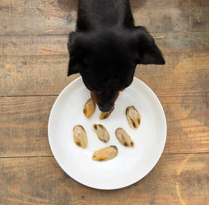 dog eating canned fish for dogs