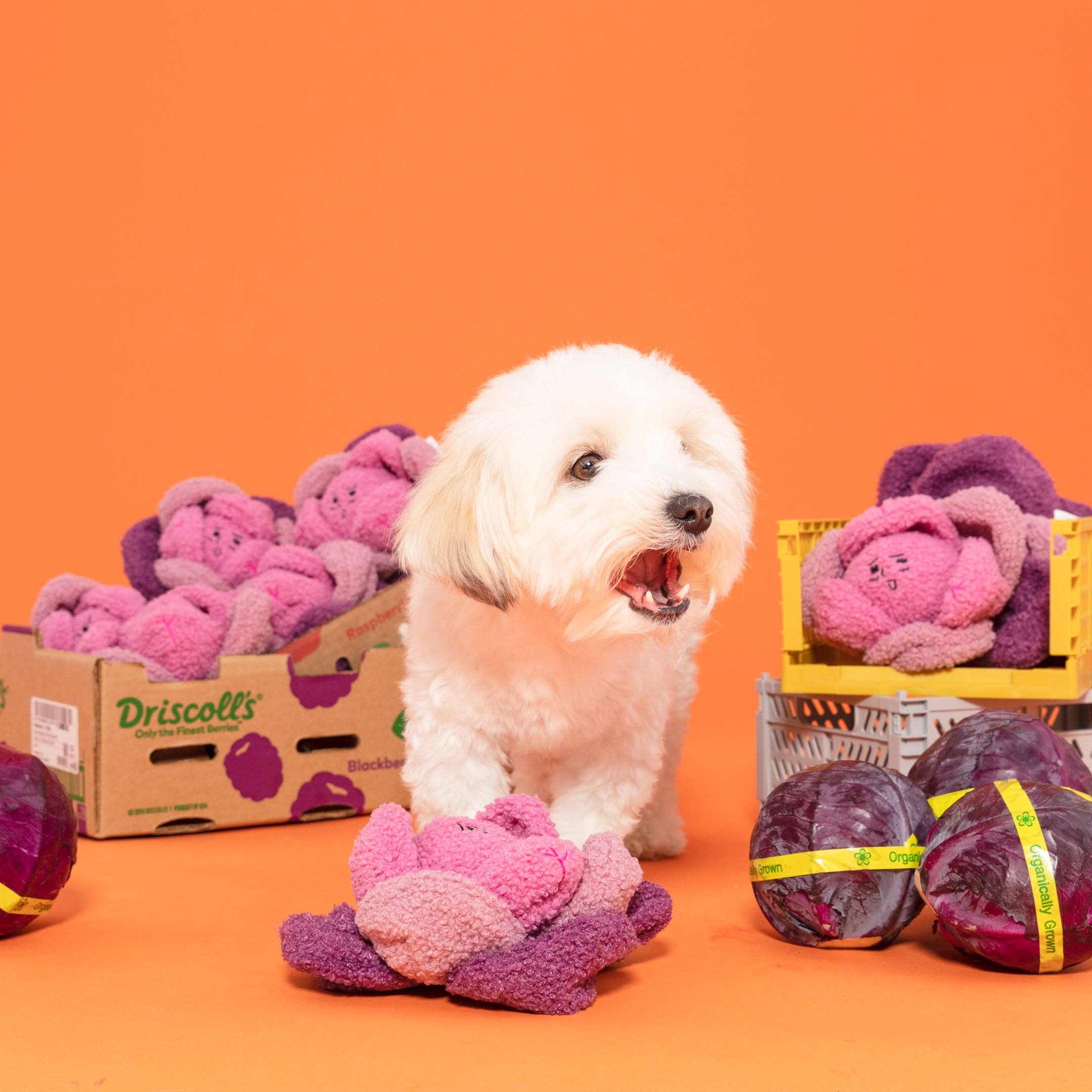 A playful white dog stands among colorful plush toys and packaging, against a vibrant orange background.