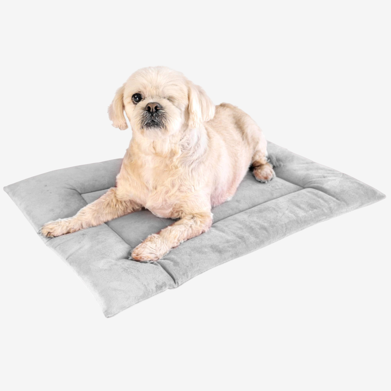 Small beige dog with one eye, laying on a small grey bed while looking curiously at the camera. 