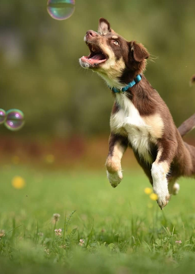 A small brown and white dog chasing bubbles through a grassy field, with his mouth open to eat them.