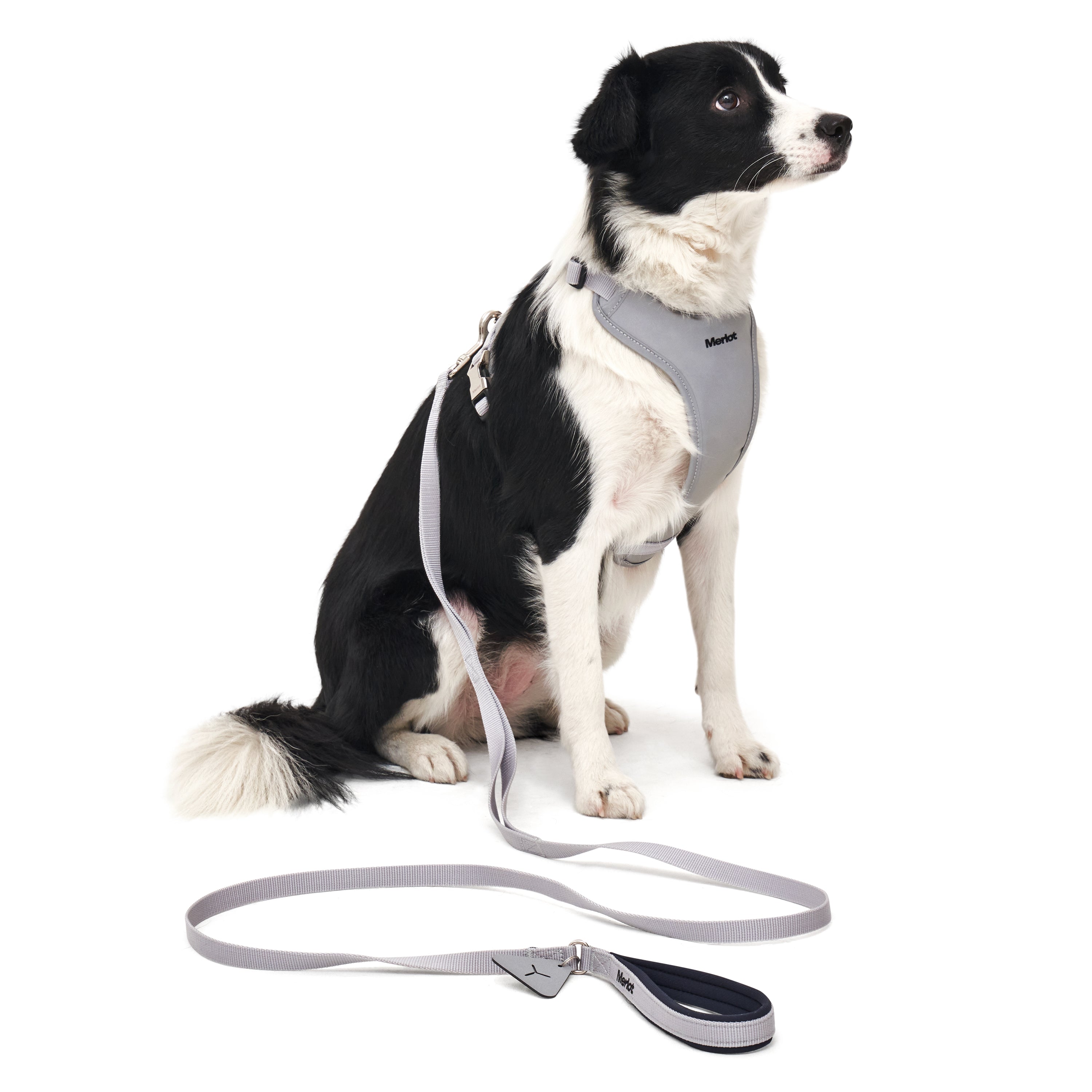 Ardor Lead - Silver
